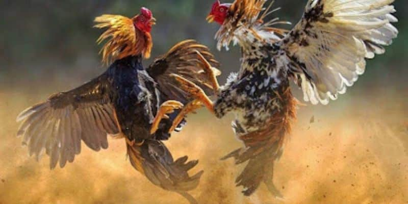 Đá gà Thomo - Thiên đường gà đá trực tuyến dành cho người Việt  4 Hướng dẫn đặt cược da ga Thomo