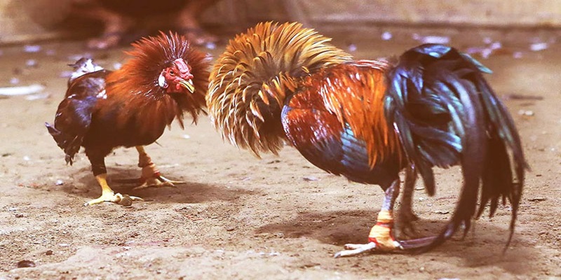 Đá gà Thomo - Thiên đường gà đá trực tuyến dành cho người Việt  1 Thomo - Thiên đường gà đá tại Việt Nam