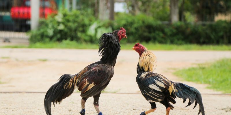 Màu mạng gà đá- Bí quyết chọn gà chiến thắng trong cá cược bóng đá 4  Lợi ích của việc dựa vào màu mạng gà đá